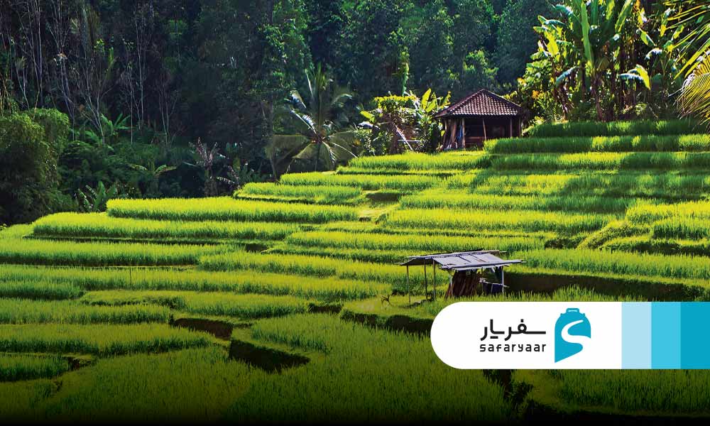 پیاده روی در شالیزارهای سیدمن