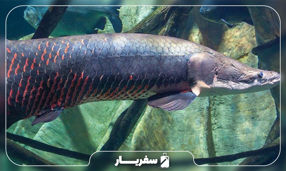  آراپایما بزرگترین ماهی در آب شیرین