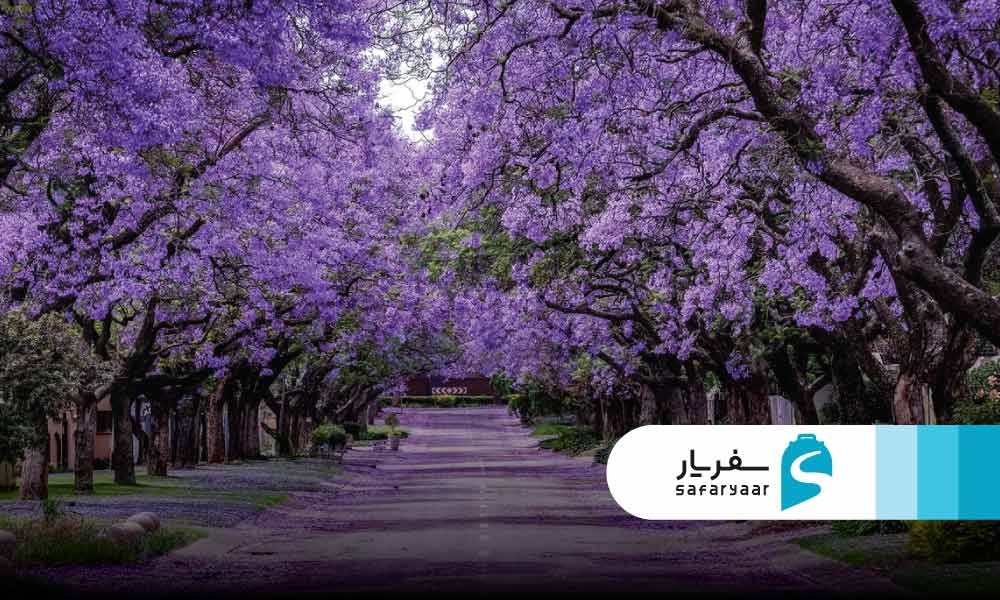 بهترین زمان سفر به ژوهانسبورگ: آب و هوا و فصول گردشگری