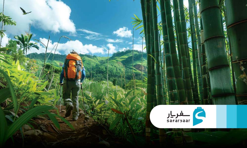 جنگل بامبو و منطقه