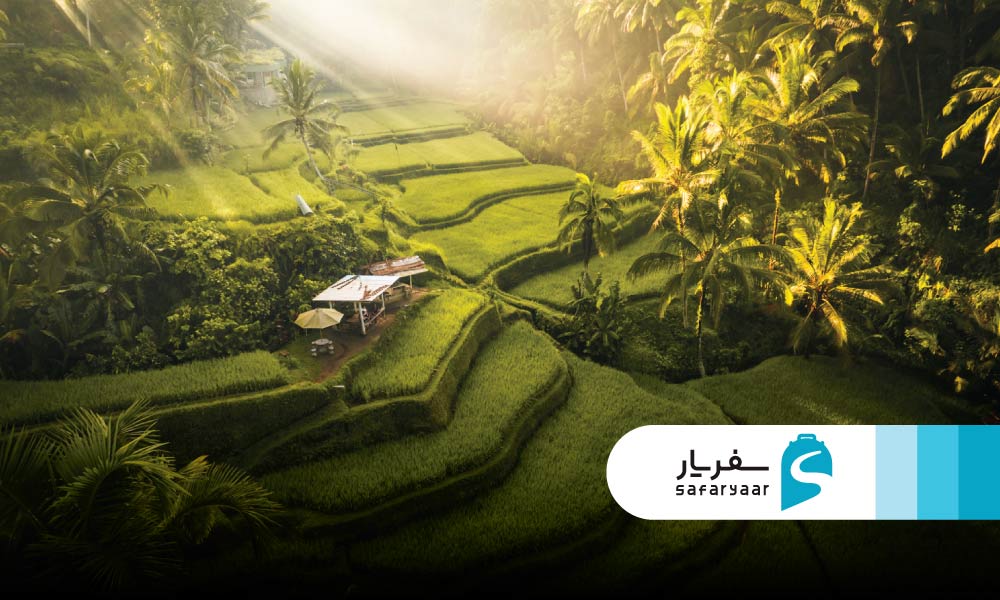 تفریحات و تجربه های جذاب در مزارع برنج بالی