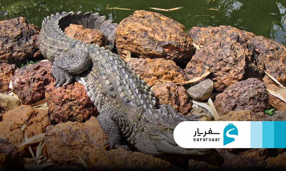 پارک ملی گاندو