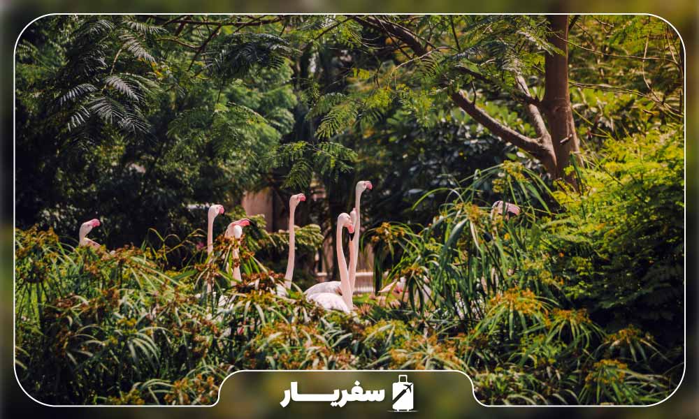 تاریخچه پارک سافاری دبی