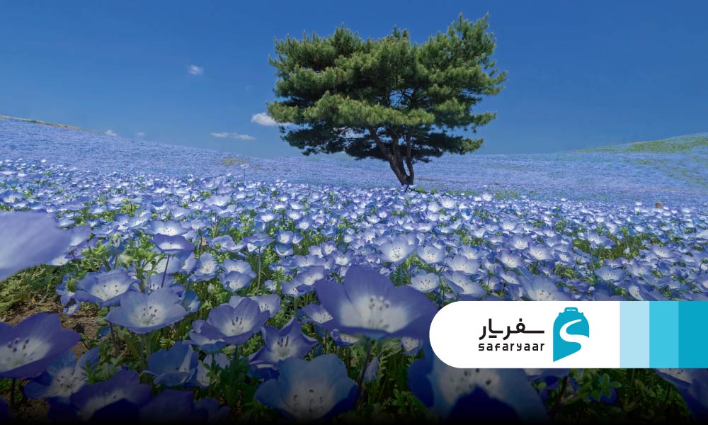 پارک ساحلی هیتاچی