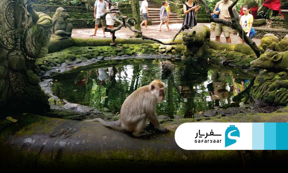نکات مهم قبل از بازدید از پارک میمون های بالی