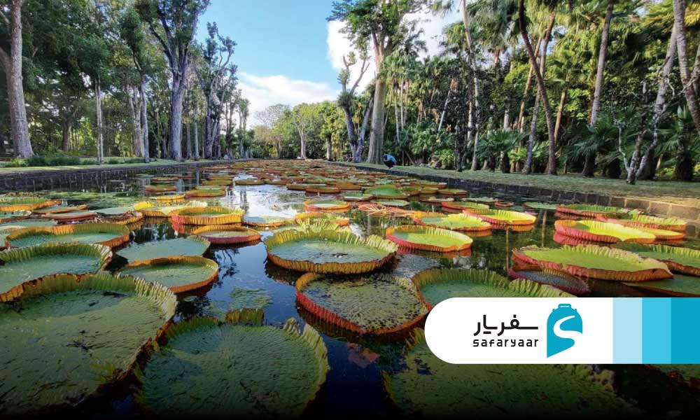 باغ گیاه شناسی موریس