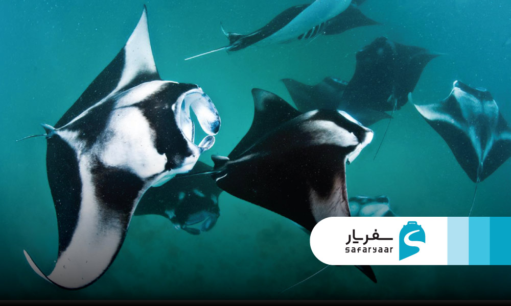 مشاهده حیات دریایی ویژه