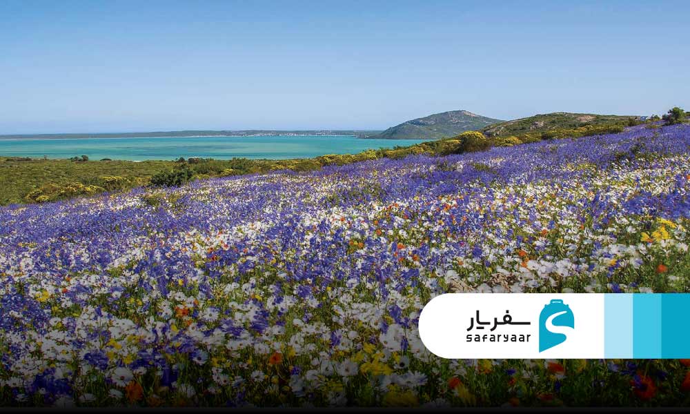 بهار در آفریقای جنوبی