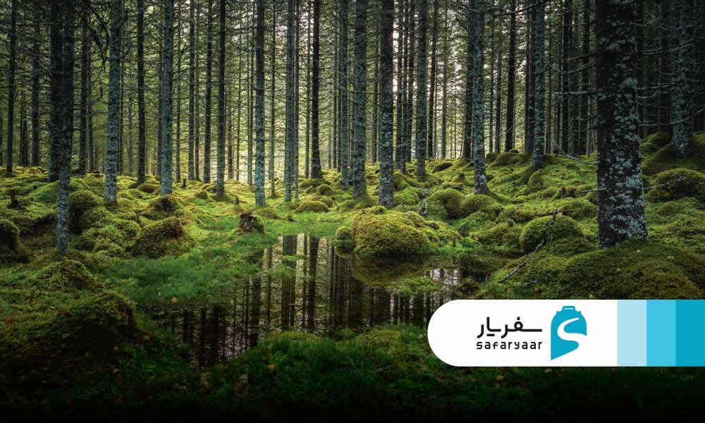 جنگل های تایگا