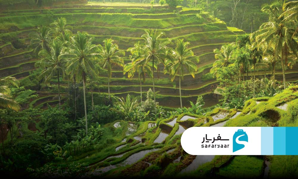 شالیزارهای تگالالانگ