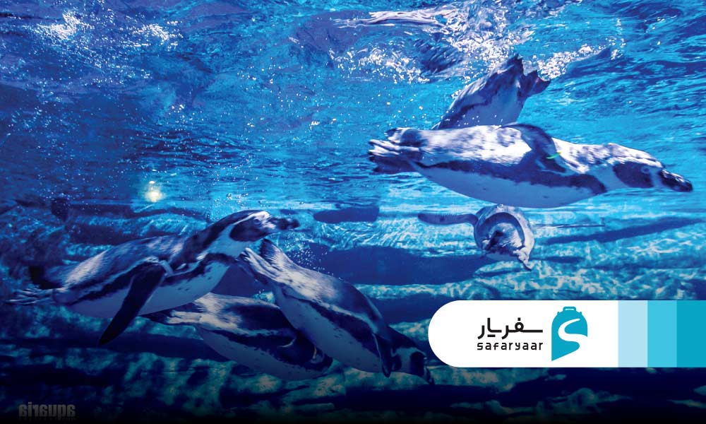 شگفتی های زیر آب؛ بخش های مختلف آکواریوم پوکت