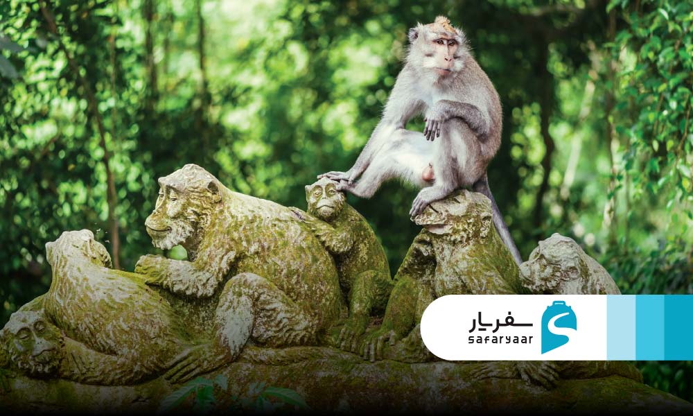 پارک میمون های بالی کجاست