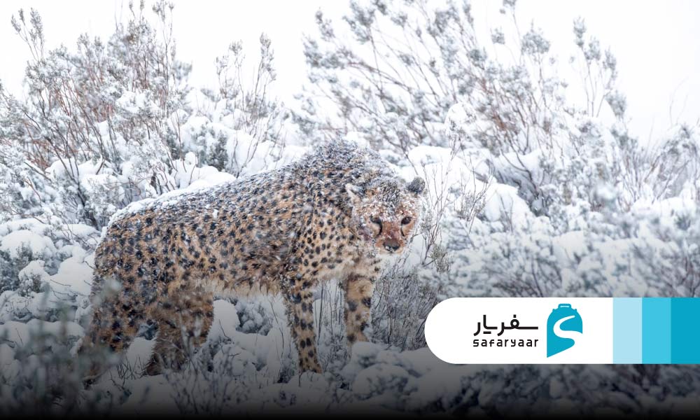 زمستان در آفریقای جنوبی