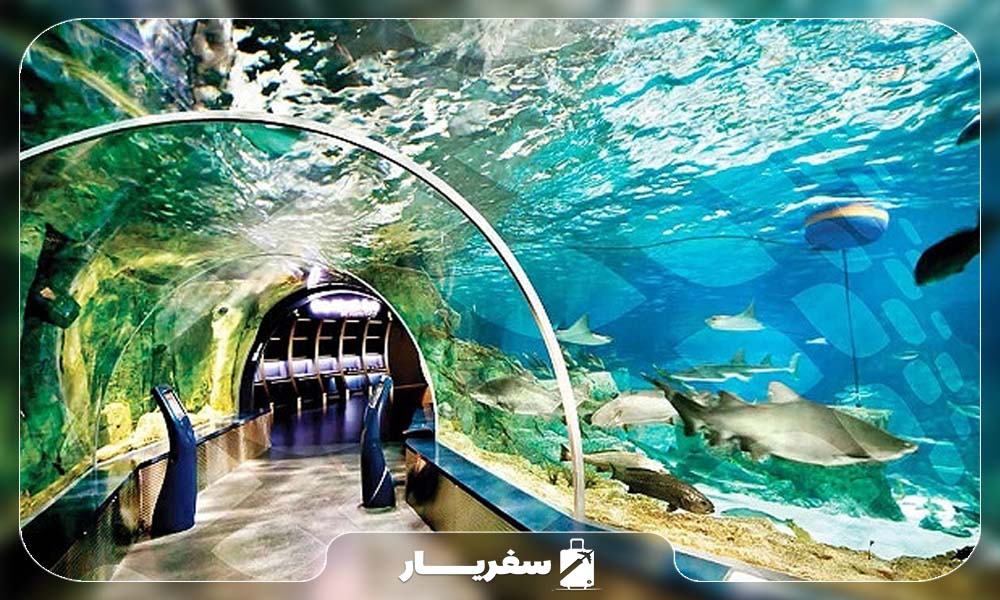 بازدید از آکواریوم در طول سفر با تور استانبول تابستان