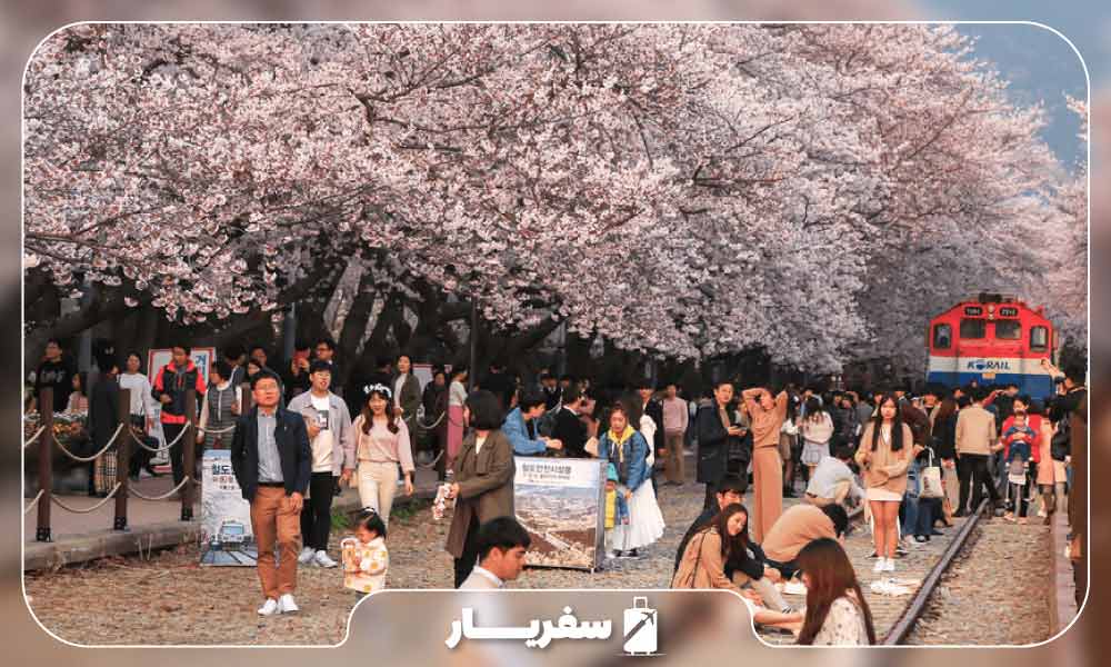 بازدید گردشگران و شهروندان از جشنواره هانامی