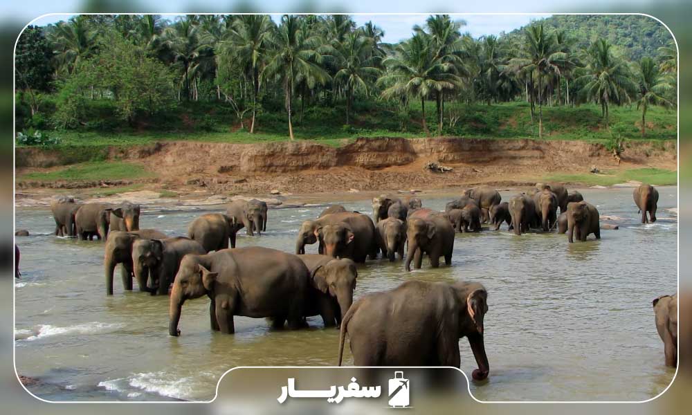 فیل ها در آب های خانه جانوران غول‌پیکر سریلانکا