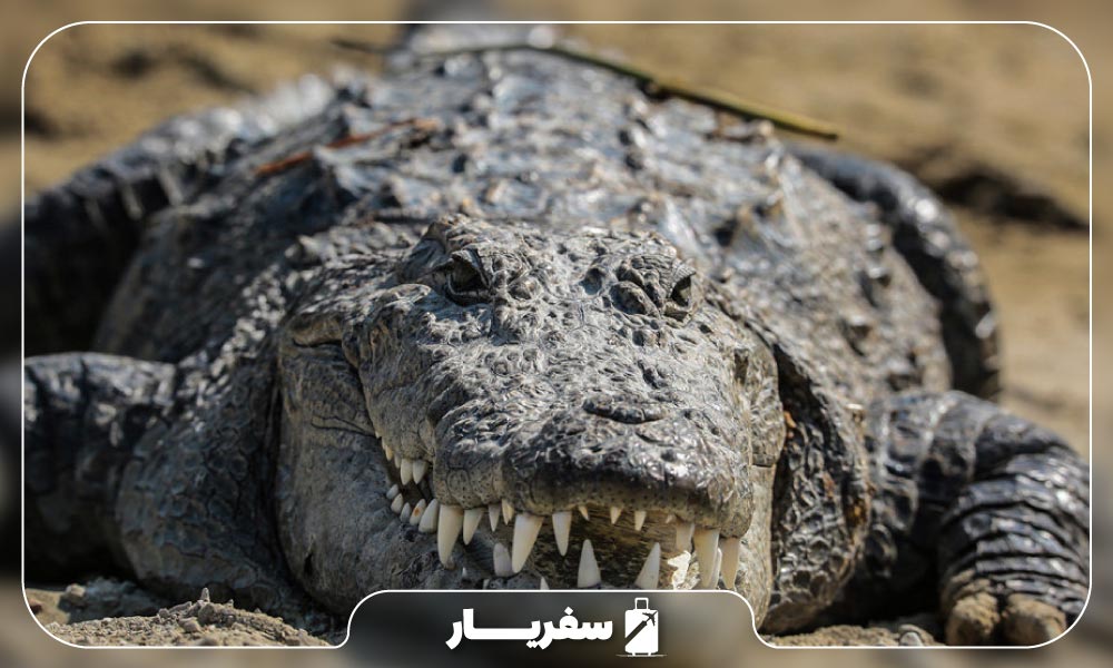 تمساح های منطقه محافظت شده گاندو در چابهار